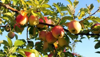 Hillside Orchard is the Perfect Afternoon Getaway